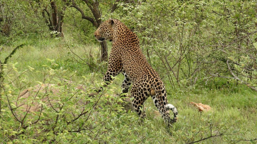 Naledi Lodges Balule Game Reserve Exterior photo