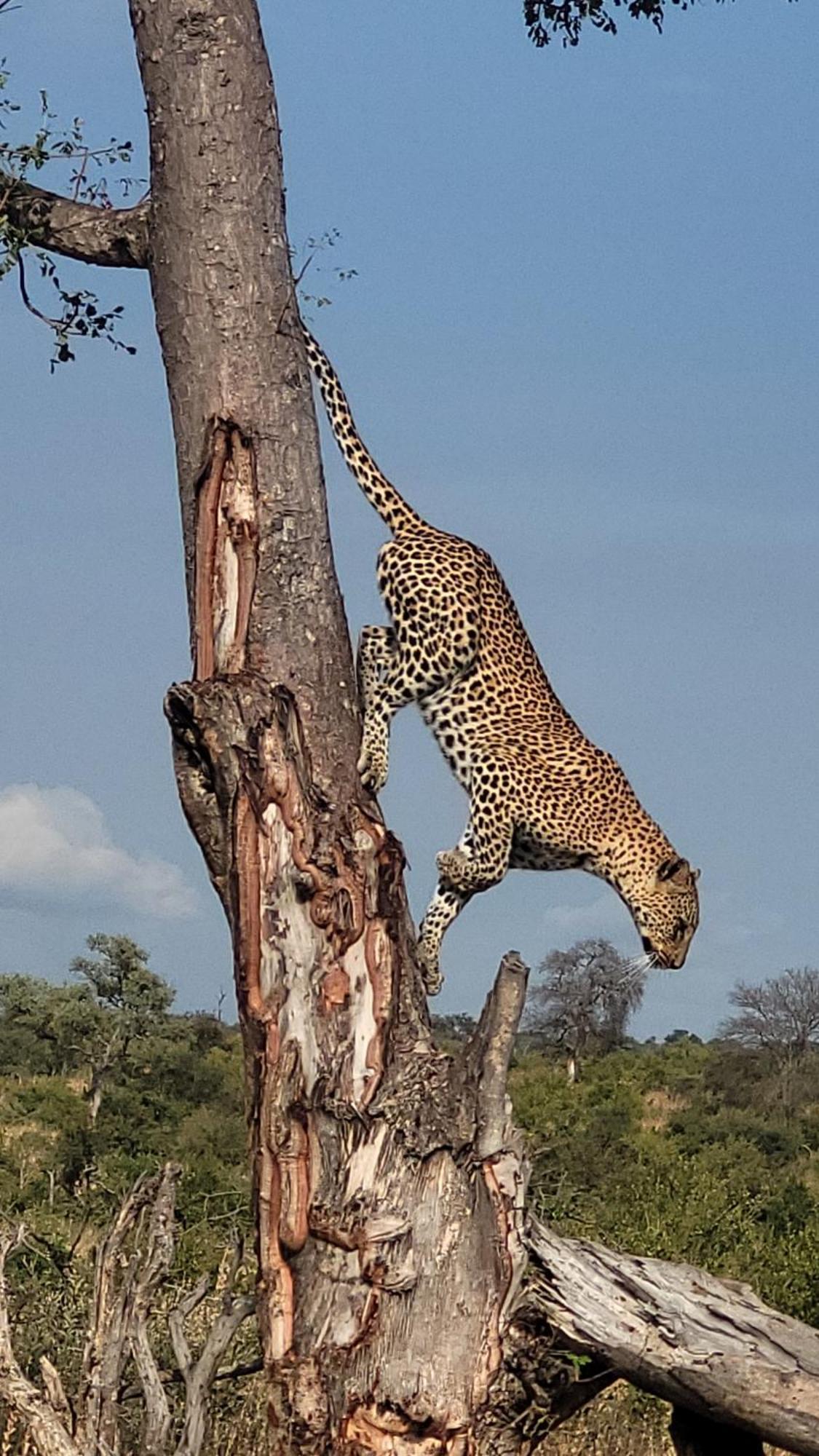 Naledi Lodges Balule Game Reserve Exterior photo