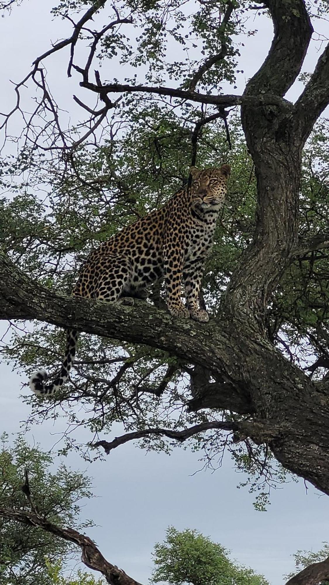 Naledi Lodges Balule Game Reserve Exterior photo