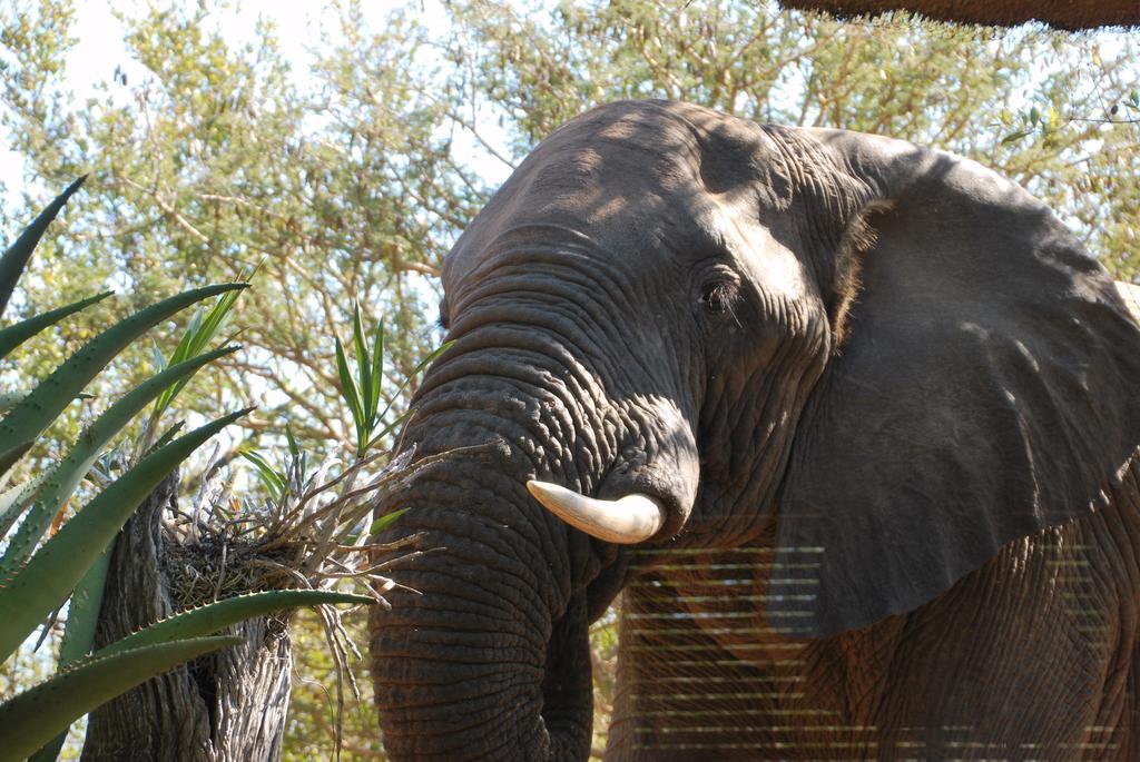 Naledi Lodges Balule Game Reserve Exterior photo